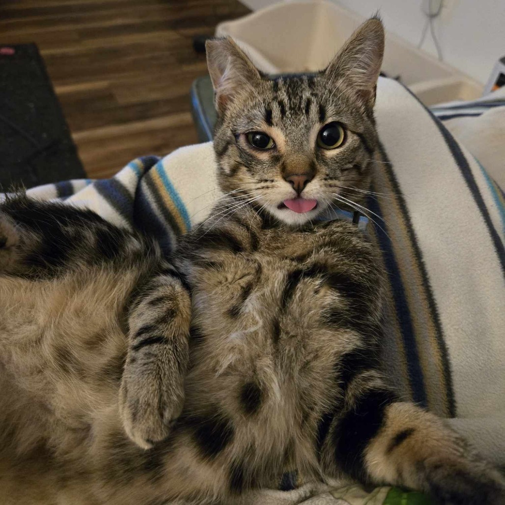 Leo, an adoptable Domestic Short Hair in Jacksonville, OR, 97530 | Photo Image 1