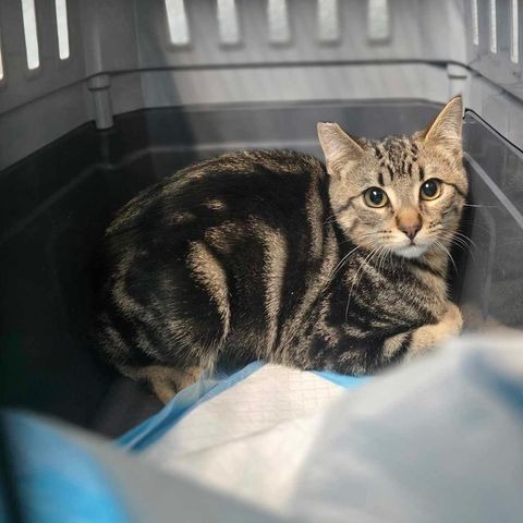 Leo, an adoptable Domestic Short Hair in Jacksonville, OR, 97530 | Photo Image 2