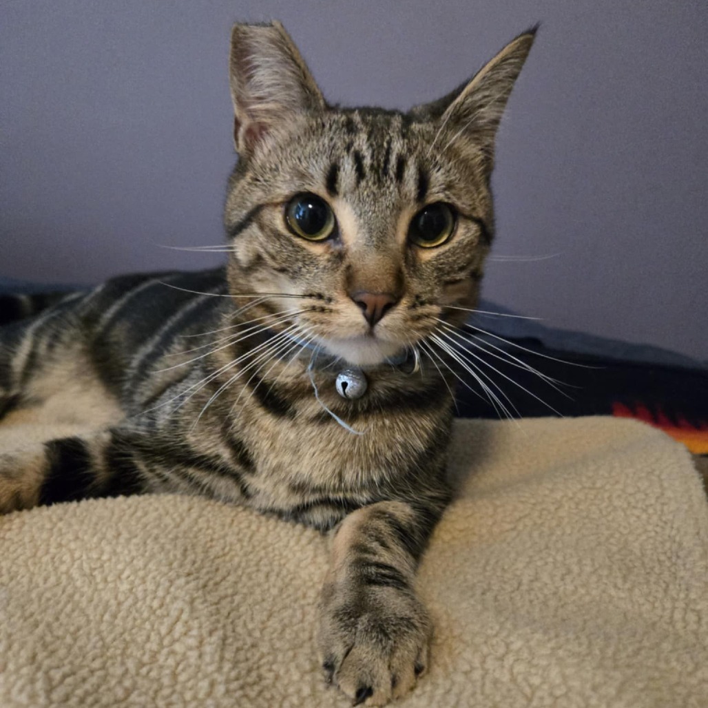 Leo, an adoptable Domestic Short Hair in Jacksonville, OR, 97530 | Photo Image 3