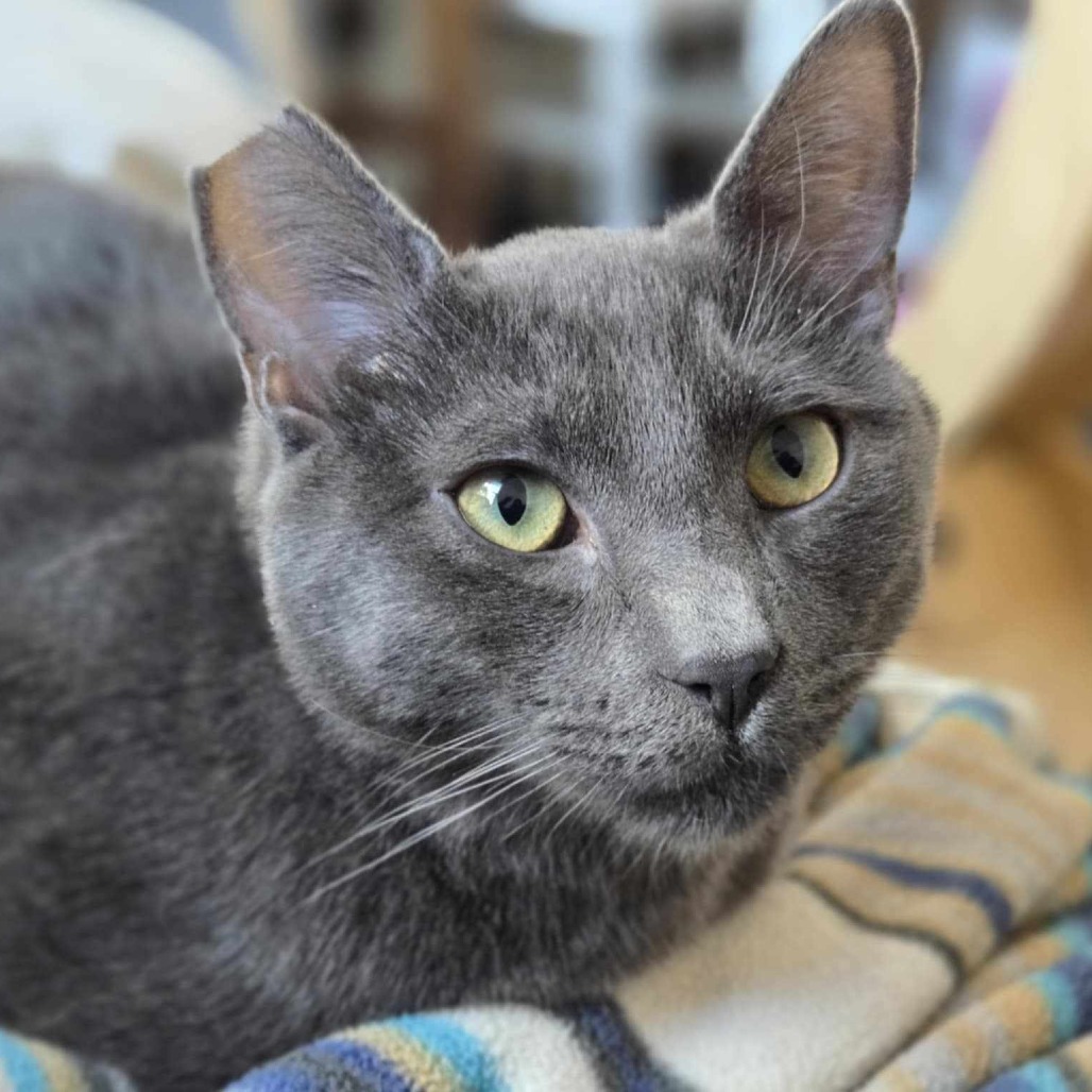 Zane, an adoptable Domestic Short Hair in Jacksonville, OR, 97530 | Photo Image 1