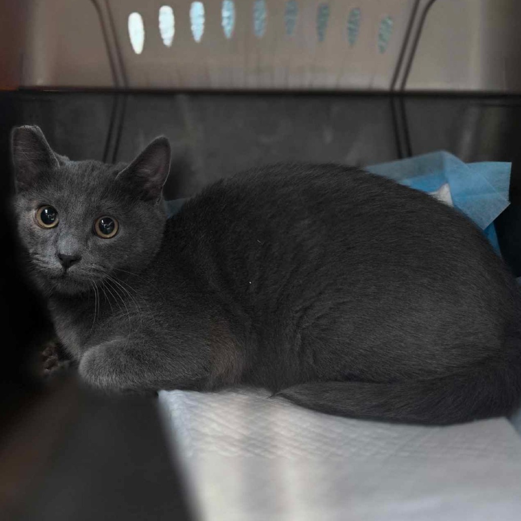 Zane, an adoptable Domestic Short Hair in Jacksonville, OR, 97530 | Photo Image 2