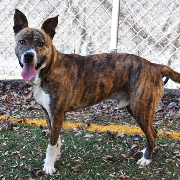 Vinnie 1