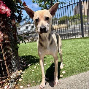 Horatia is a sweet gentle soul who gets along well with other dogs and is slowly learning to trust 