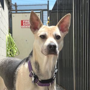 Horatia is a sweet gentle soul who gets along well with other dogs and is slowly learning to trust 