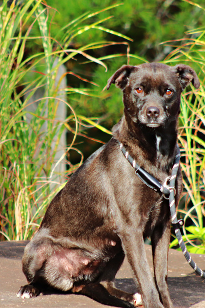 BeBe, an adoptable Feist, Labrador Retriever in Clayton, GA, 30525 | Photo Image 1