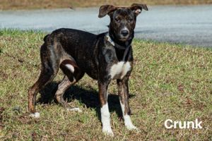 Crunk, Young Male Mountain Cur