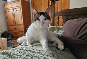 Byron, Adult Male Domestic Short Hair