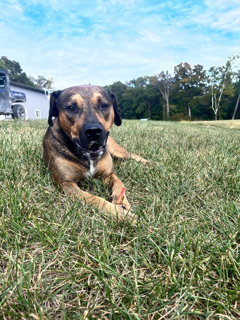 Elvis