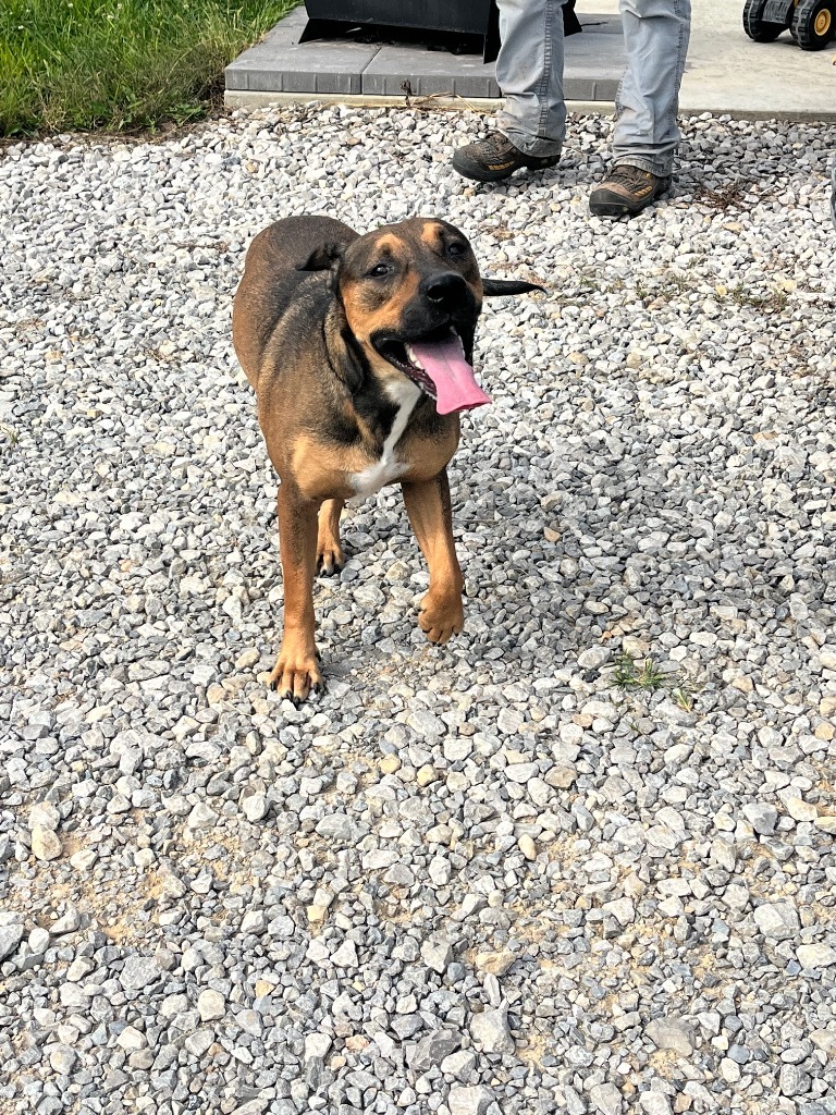 Elvis