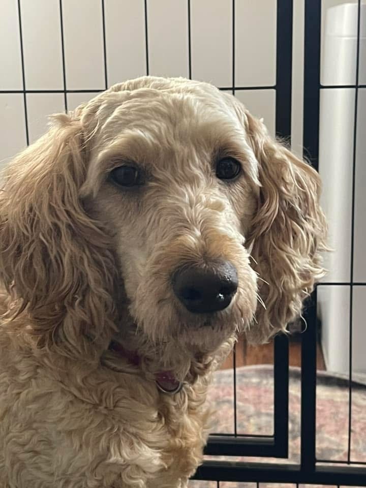 Annie, an adoptable Goldendoodle in Irwin, PA, 15642 | Photo Image 1