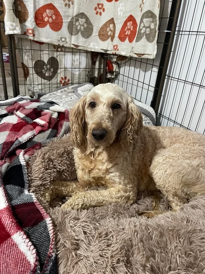 Annie, an adoptable Goldendoodle in Irwin, PA, 15642 | Photo Image 3