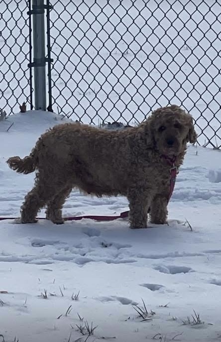 Maggie Mae, an adoptable Goldendoodle in Irwin, PA, 15642 | Photo Image 2