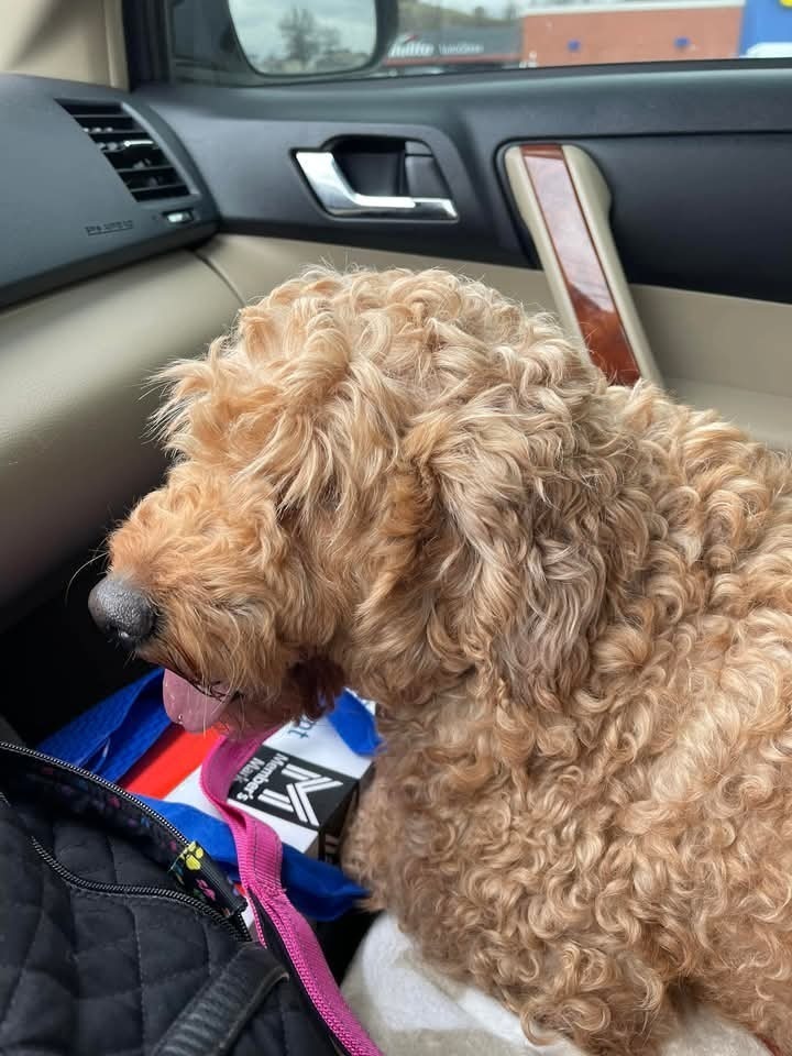 Maggie Mae, an adoptable Goldendoodle in Irwin, PA, 15642 | Photo Image 4