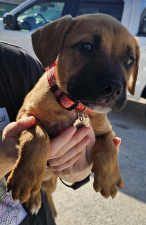 Rosie - uma