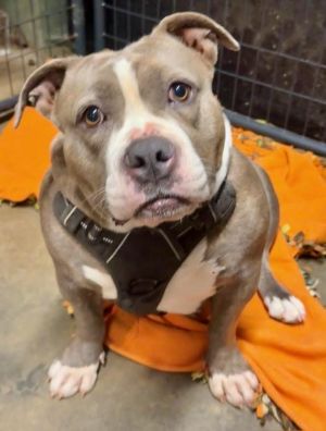 Bulma, Adult Female American Bulldog