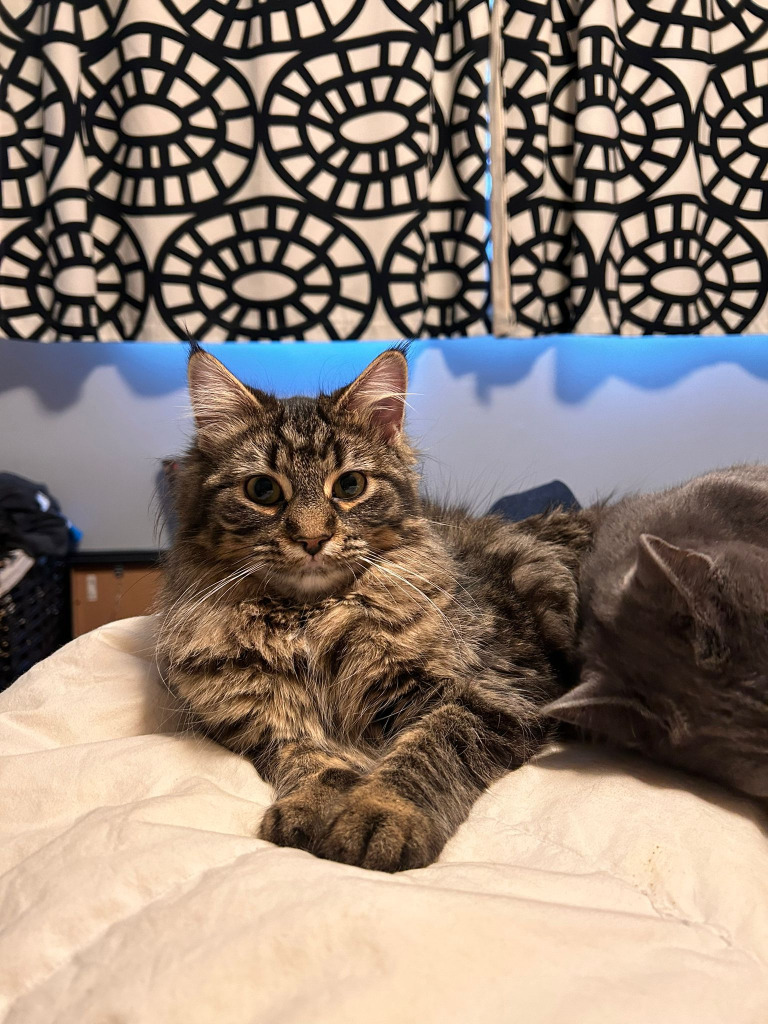 Echo, an adoptable Domestic Medium Hair in Calgary, AB, T3S 0C5 | Photo Image 1