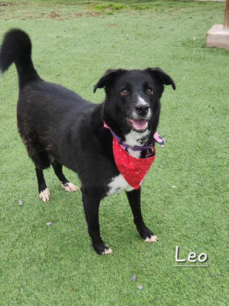 Leo