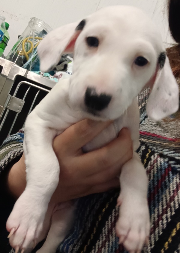 Tobi