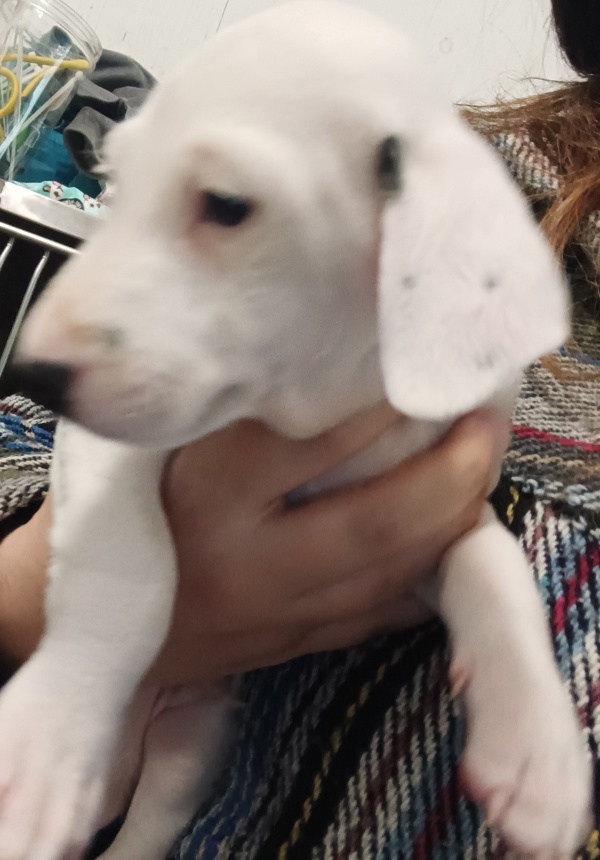 Tobi