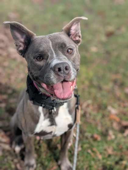 Bea