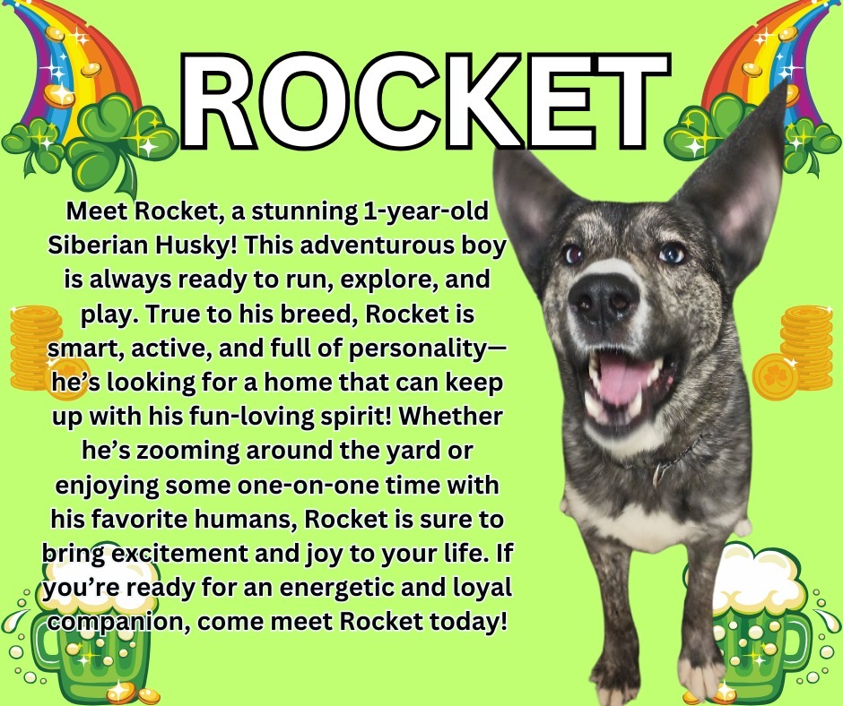 Rocket, an adoptable Siberian Husky in Kenai, AK, 99611 | Photo Image 1