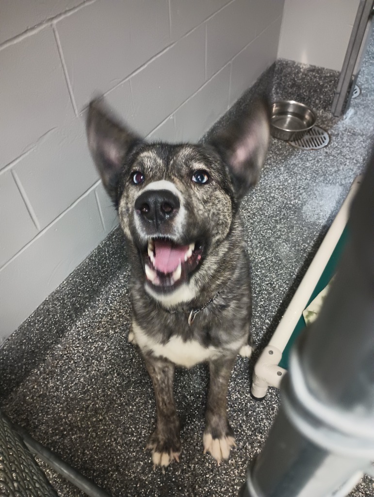 Rocket, an adoptable Siberian Husky in Kenai, AK, 99611 | Photo Image 2