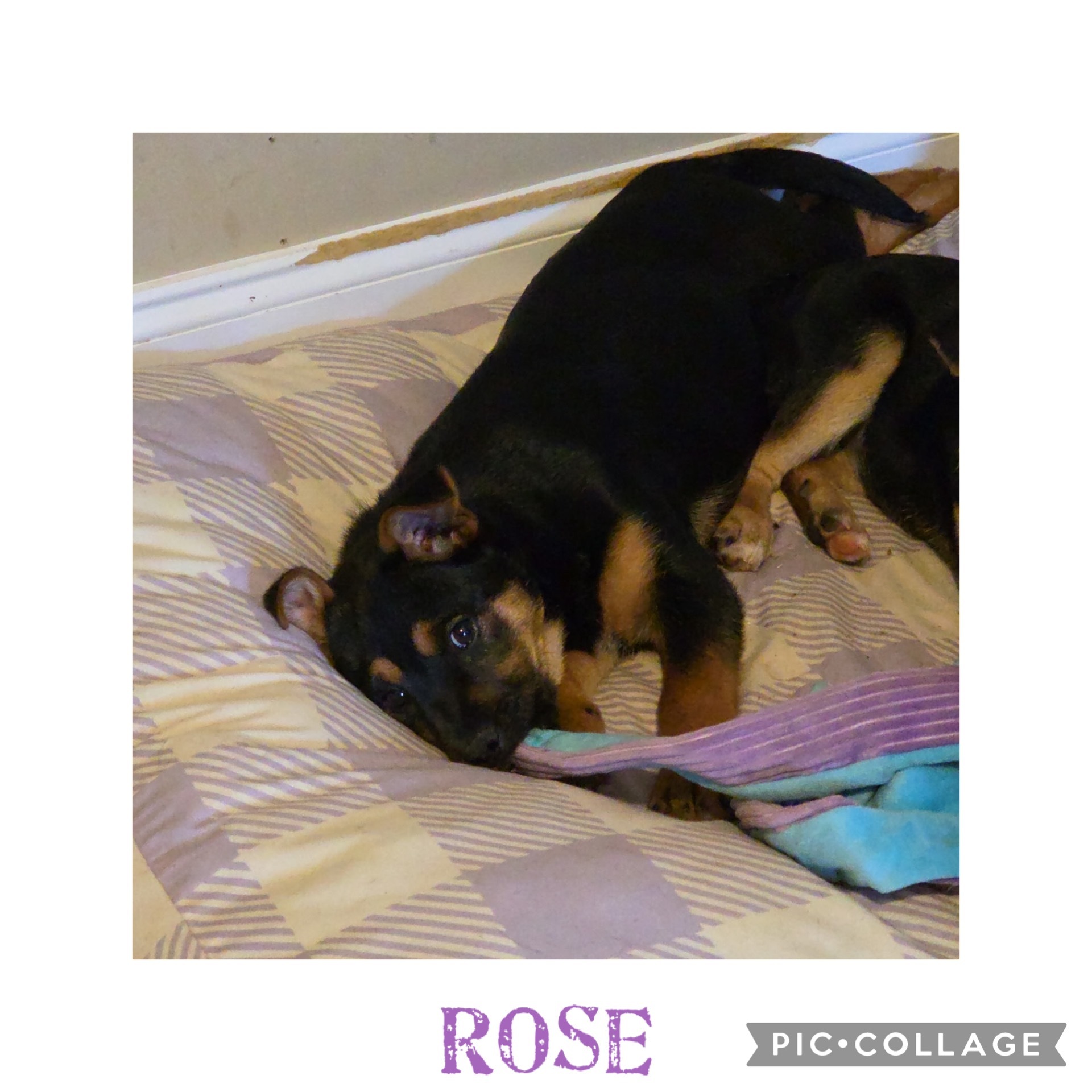 Rose