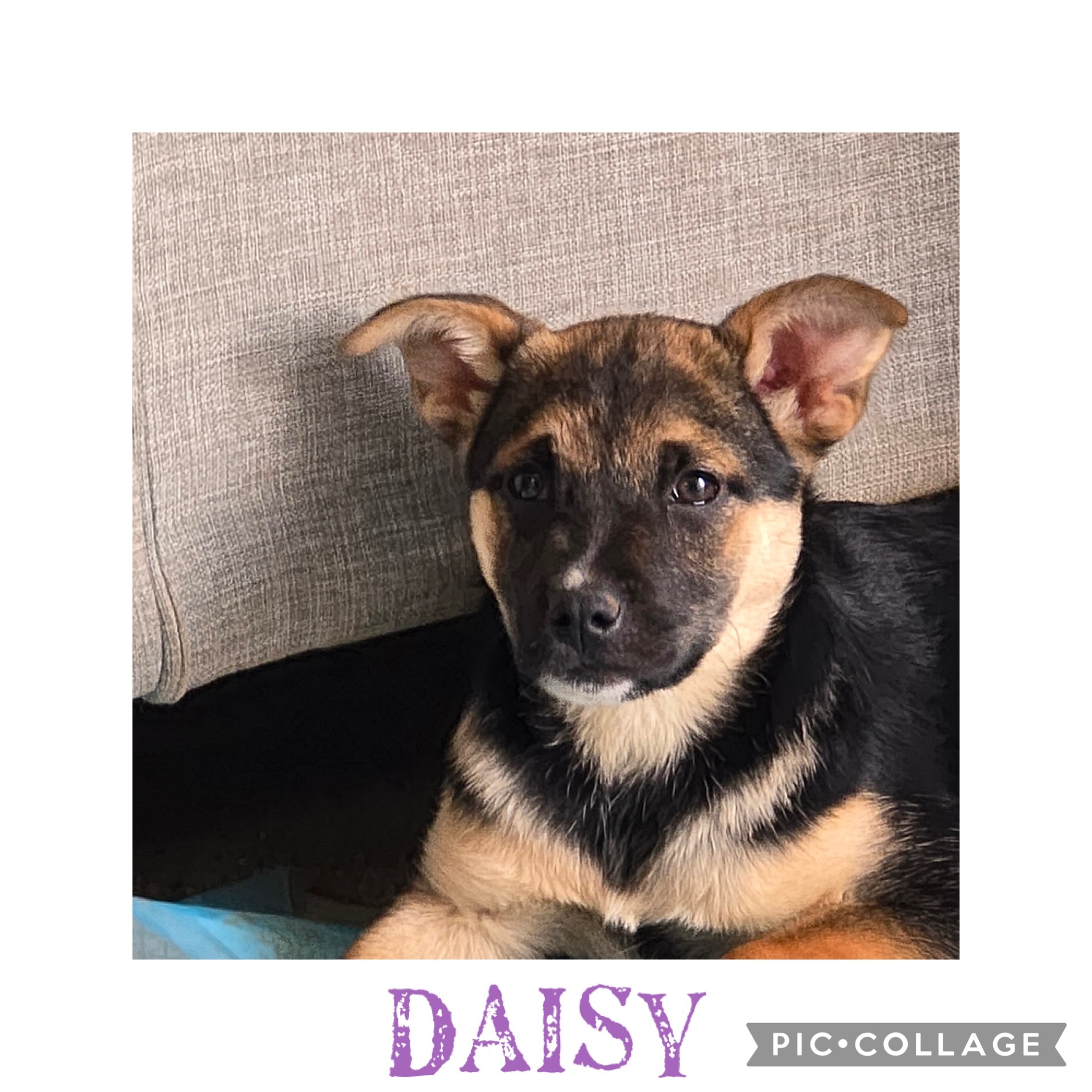 Daisy