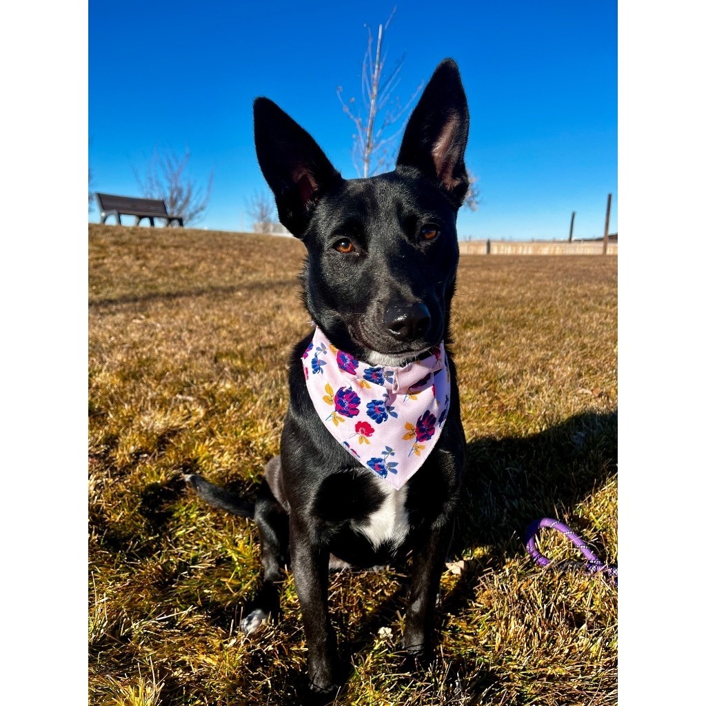 Berklee (Beatrice), an adoptable Australian Kelpie in Logan, UT, 84323 | Photo Image 1