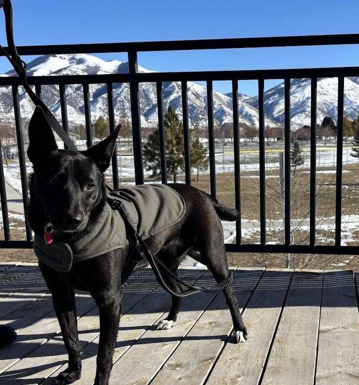 Berklee (Beatrice), an adoptable Australian Kelpie in Logan, UT, 84323 | Photo Image 2