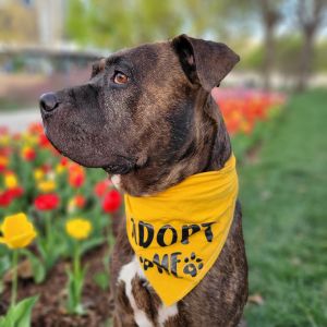 Bruno, Adult Male Pit Bull Terrier