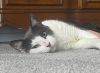 Patty Cat photo 1