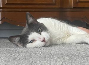 Patty Cat, Adult Female Domestic Short Hair