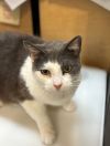 Patty Cat photo 3