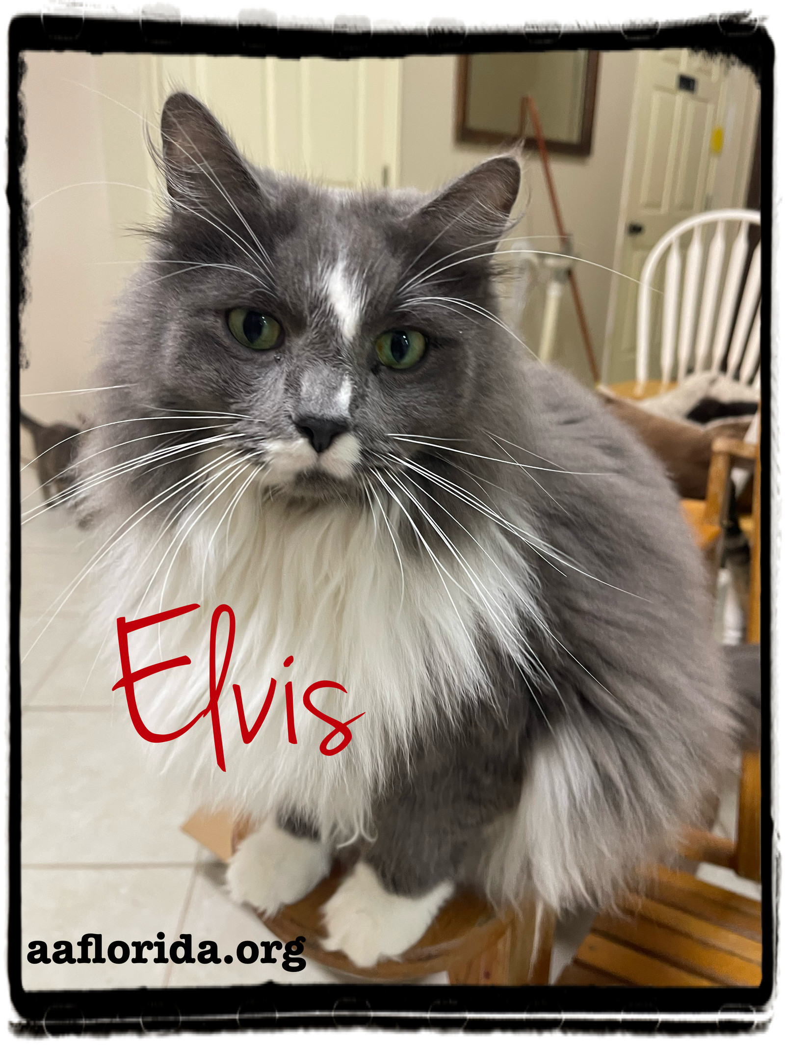Elvis *Cyd, an adoptable Ragdoll, Domestic Long Hair in Pensacola, FL, 32534 | Photo Image 1