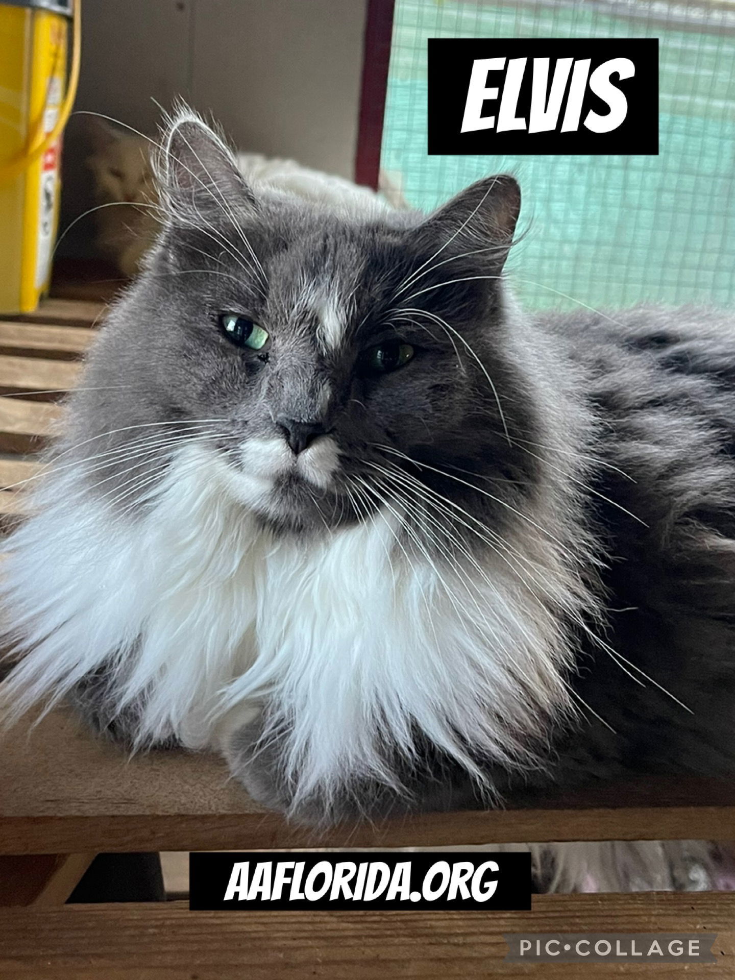 Elvis *Cyd, an adoptable Ragdoll, Domestic Long Hair in Pensacola, FL, 32534 | Photo Image 2