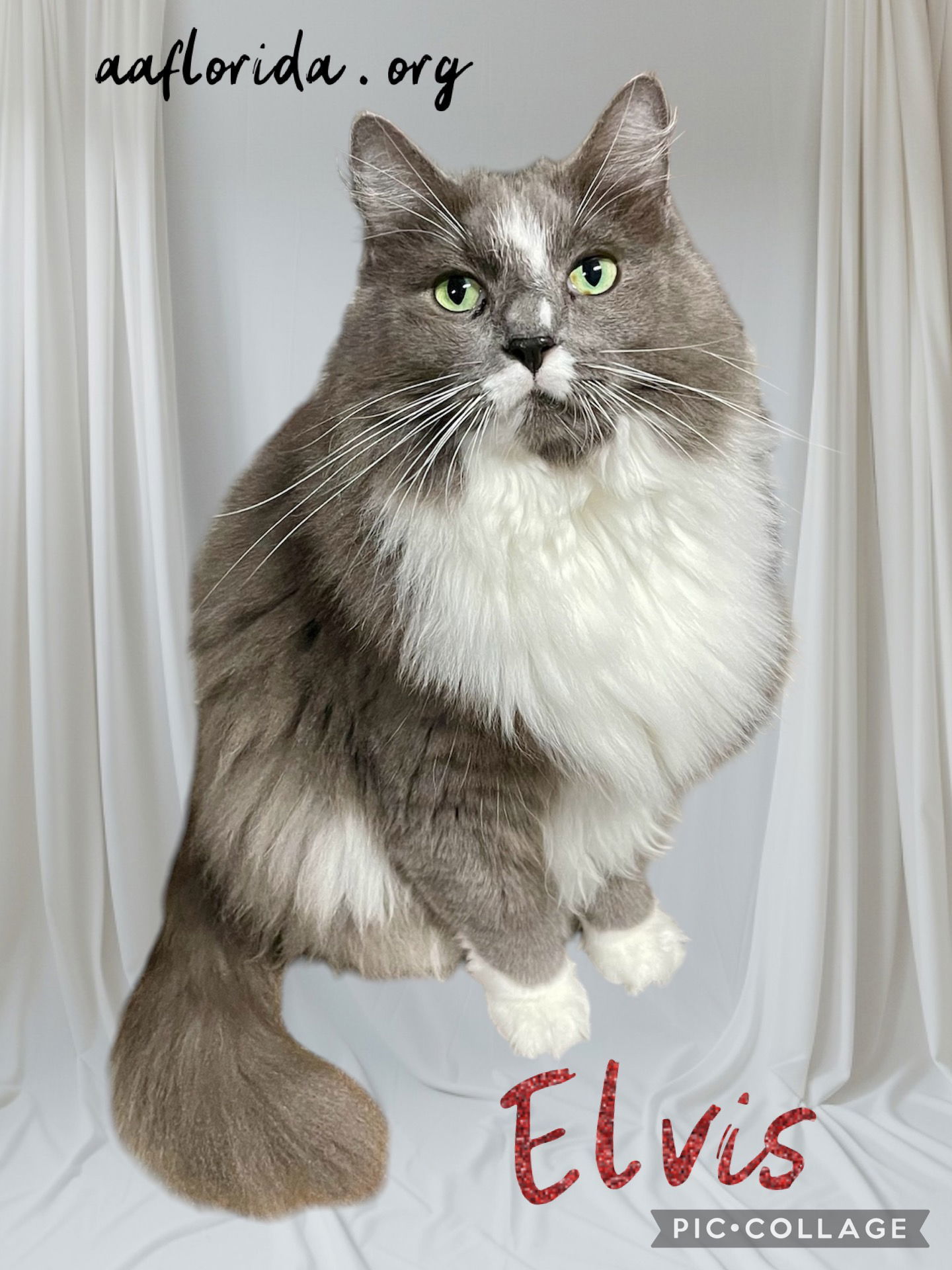 Elvis *Cyd, an adoptable Ragdoll, Domestic Long Hair in Pensacola, FL, 32534 | Photo Image 3