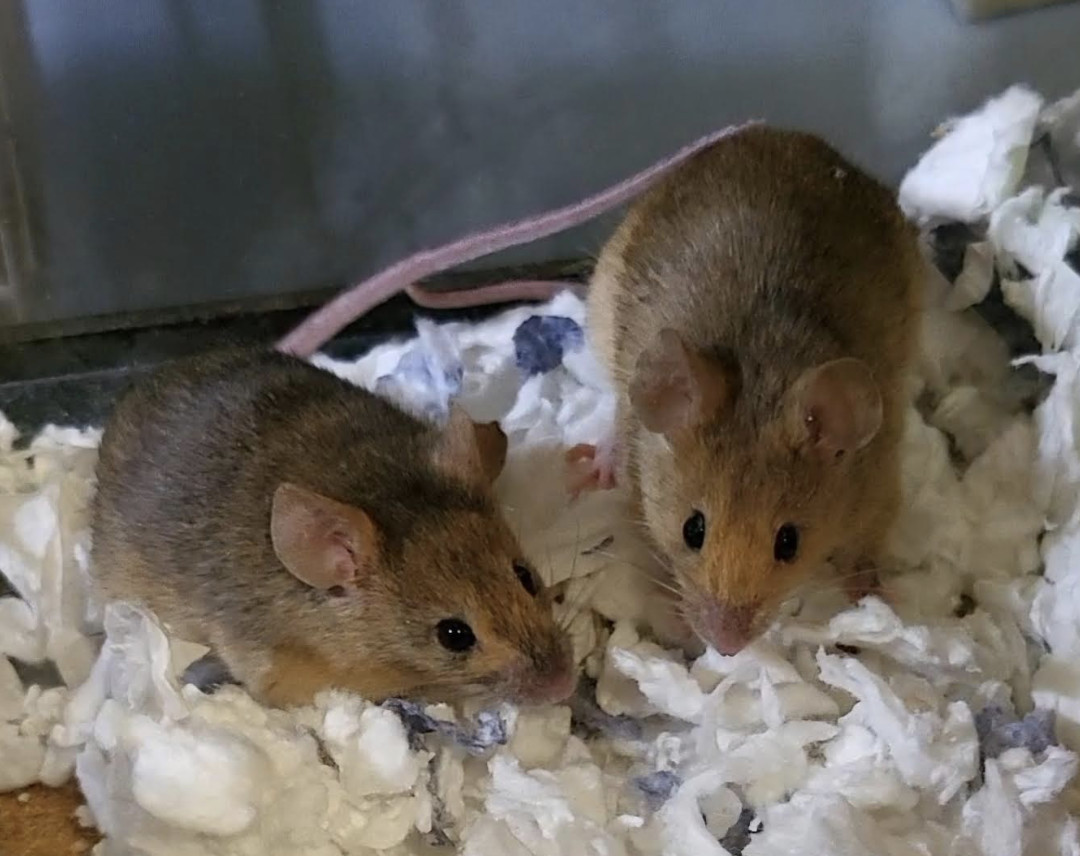Perla and Blossom