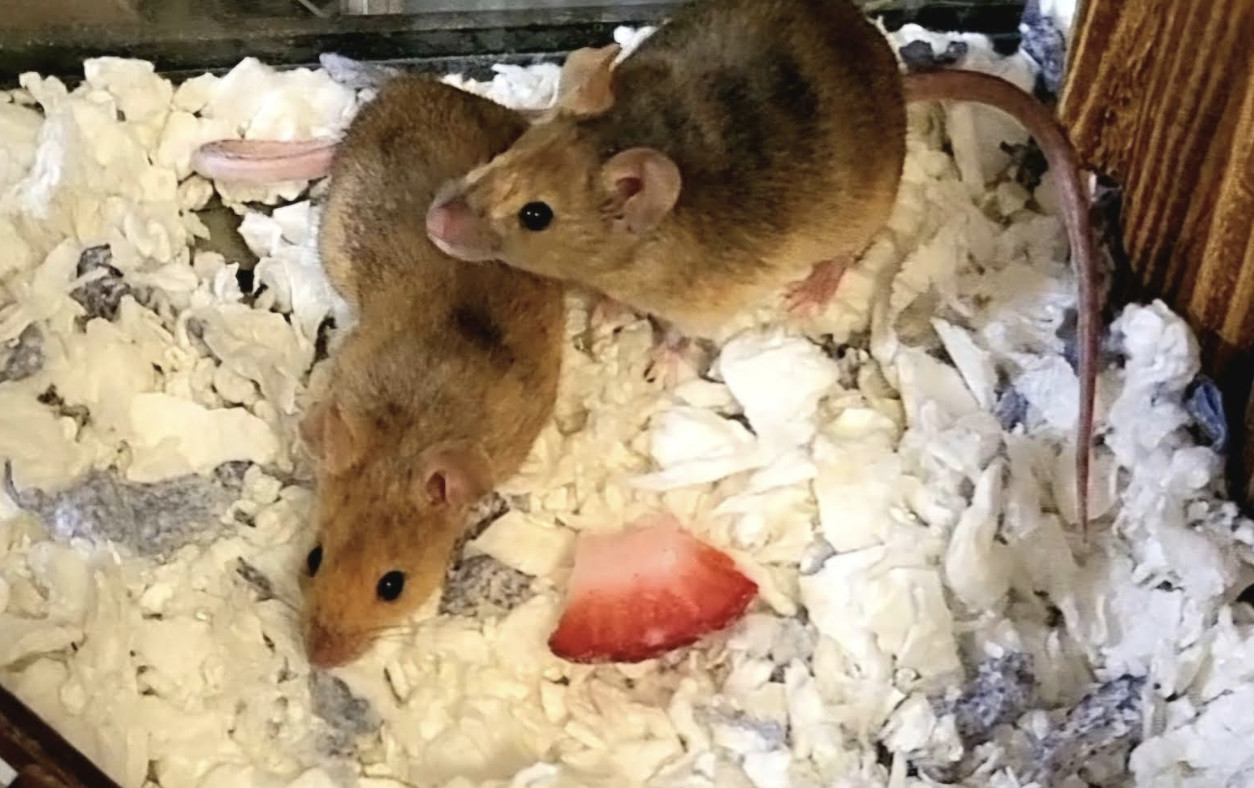 Perla and Blossom