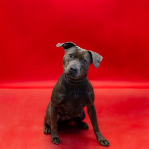 Primary Color Grey Weight 47lbs Age 1yrs 9mths 3wks Animal has been Spayed