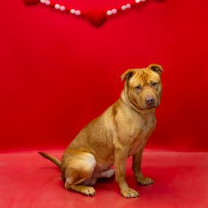 Primary Color Brown Weight 64lbs Age 2yrs 4mths 0wks Animal has been Neutered