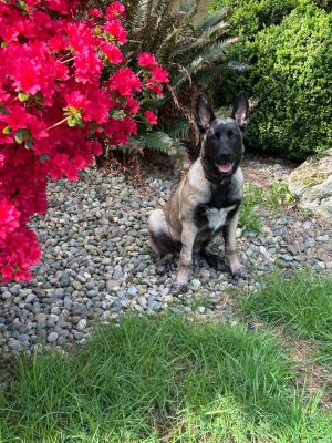 Meet Lucia - Your Cuddle Bug This little cuddle bug will melt your heart with her snuggles Lucia l