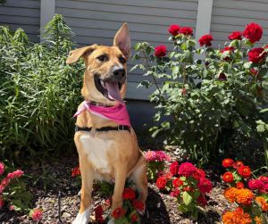 Meet Meadow The Sweet Cuddle Bug If youre looking for a gentle loving companion who will adore y