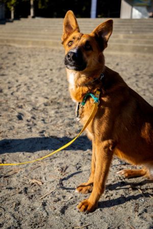 Meet Cinder - A Beautiful Soul Ready for Her Forever Home Introducing Cinder a gorgeous female Germ
