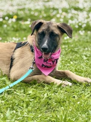 Meet Nirvana - Your Sweet Adventurous Snuggle Bug Personality Nirvana is a calm smart and sweet 