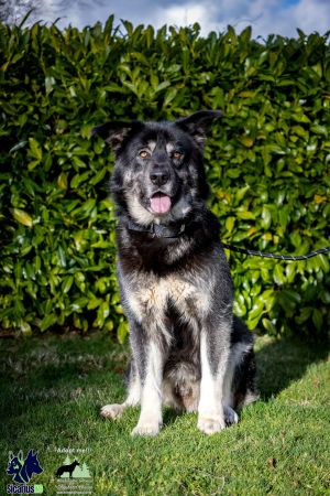 Meet Kodiak The Gentle Giant Introducing Kodiak an endearing and loveable dog who has captured ou