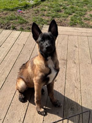 Meet Larissa - Your Adventurous and Confident Pup Introducing Larissa a confident and independent 
