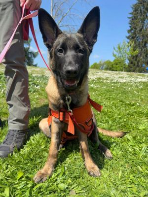 Meet Larissa - Your Adventurous and Confident Pup Introducing Larissa a confident and independent 
