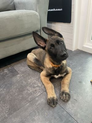Meet Laszlo - Your Spirited Belgian Malinois Puppy Introducing Laszlo a confident and adventurous 