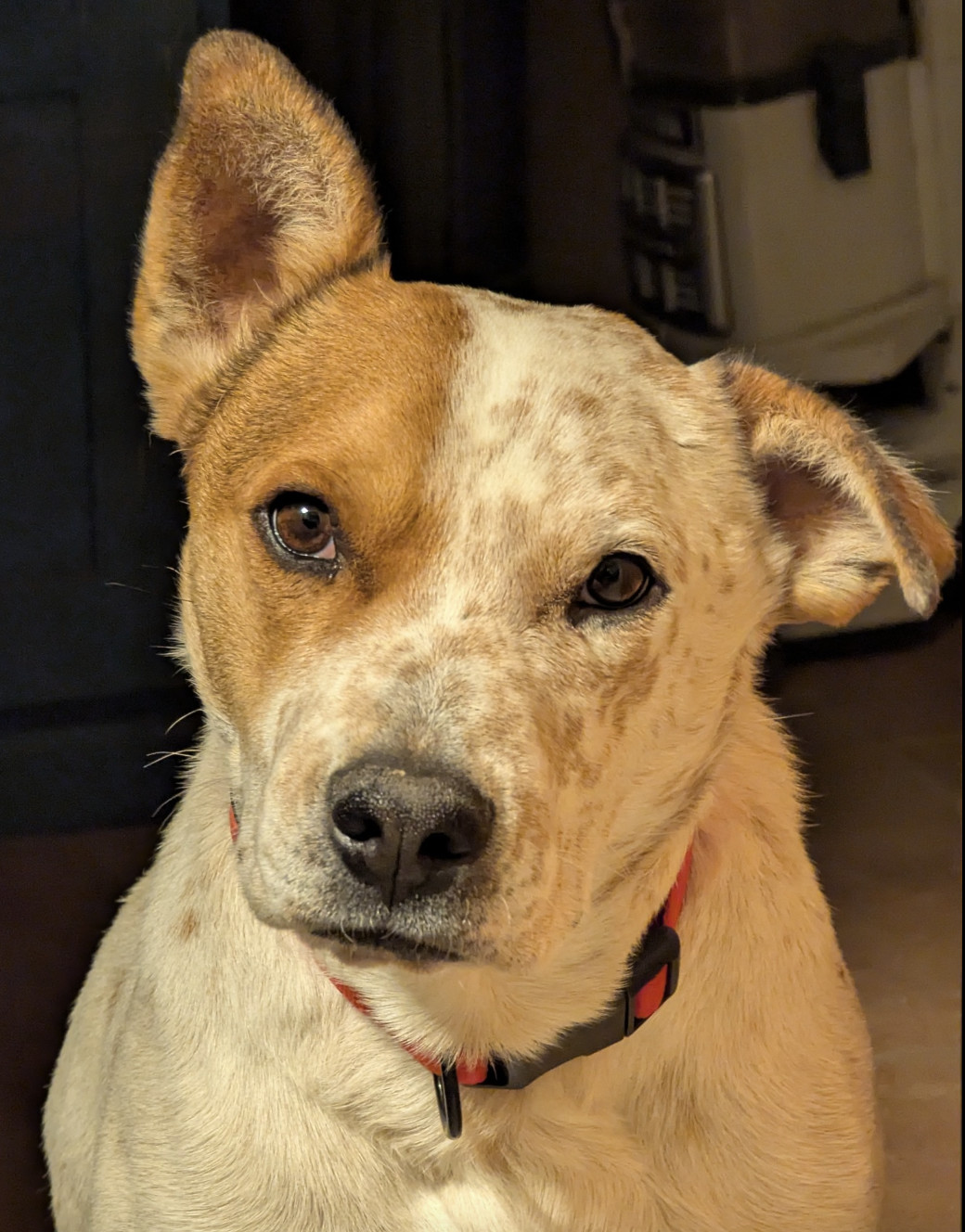 Cooper, an adoptable Australian Cattle Dog / Blue Heeler in Williamsburg, NM, 87942 | Photo Image 2